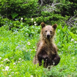 Baby Grizzly at Cracker Lake - Glacier National Park - 12"x18" Heirloom Quality Custom Made Wooden Puzzle