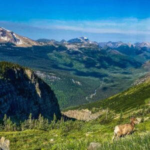 Big Horn Sheep on Highline Trail - Glacier National Park - 12"x18" Heirloom Quality Custom Made Wooden Puzzle