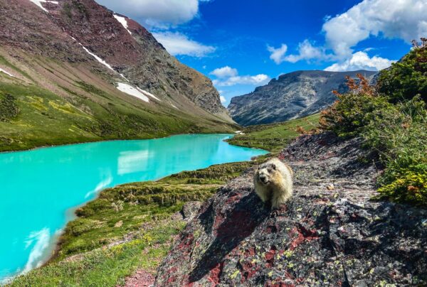 Marmot at Cracker Lake - Glacier National Park - 12"x18" Heirloom Quality Custom Made Wooden Puzzle