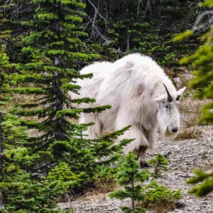 Mountain Goat at Mount Brown - Glacier National Park - 12"x18" Heirloom Quality Custom Made Wooden Puzzle