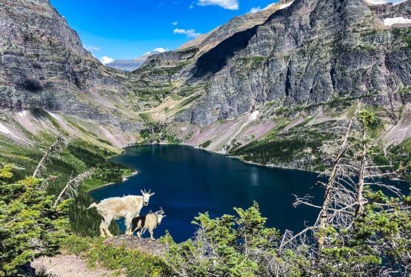 Mountain Goats at Lake Ellen Wilson - Glacier National Park - 12"x18" Heirloom Quality Custom Made Wooden Puzzle